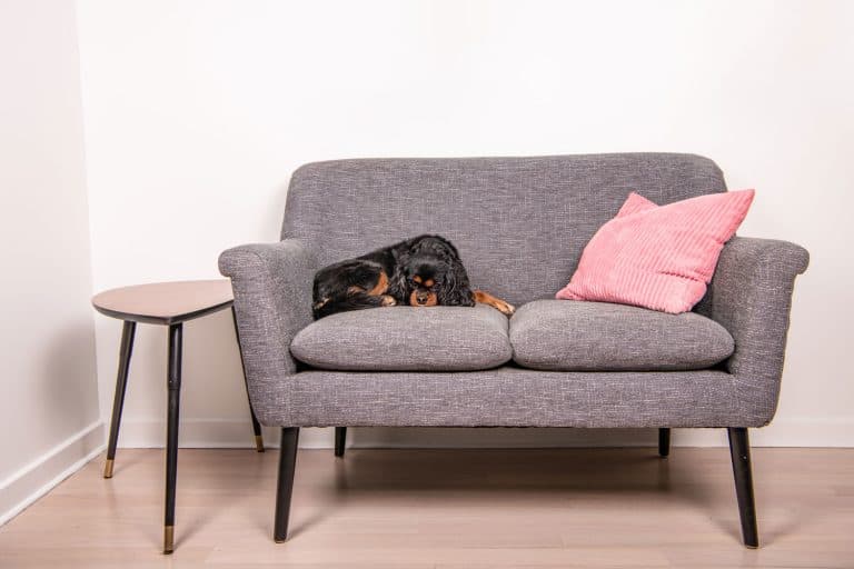 A beautiful dog relaxes on a gray loveseat sofa, curled up comfortably but eyes open looking at the camera, How Big Is A Loveseat?