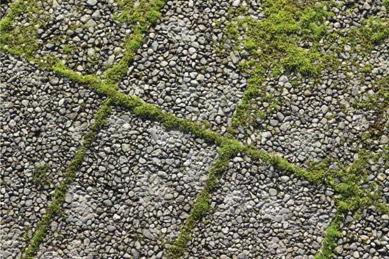 Green moss sprouts up between paving stones. How To Get Rid Of Moss On Driveway In 6 Easy Steps