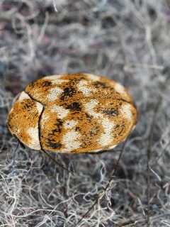 多样化的地毯甲虫ANTHRENUS VERBASCI家居和储物害虫，如何摆脱地毯甲虫？